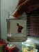 Betta fish